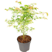 Japanse Esdoorn - Acer palmatum 'Ukigumo' - Hoogte 50-60cm - ?19cm