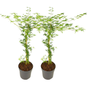 Japanse Esdoorn - Set van 2 - Acer 'Emerald Lace' - Hoogte 60-70cm - ?...