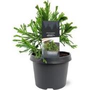 Cryptomeria japonica Serama pbr 25-30 cm Conifeer
