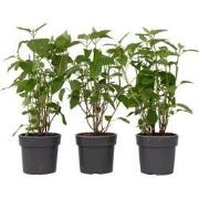 Bolhortensia - Set van 3 - Hydrangea 'Strong Annabelle' - Hoogte 30-40...