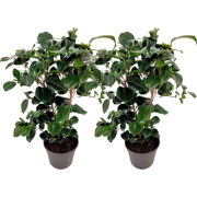 Japanse Roos - Set van 2 - Camellia 'Lady Campbell' - Hoogte 50-60cm -...