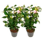 Japanse Roos - Set van 2 - Camellia 'Bonomiana' - Hoogte 50-60cm - ?15...