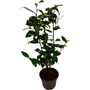 Japanse Roos - Camellia japonica 'Brush Field' - Hoogte 50-60cm - ?15c...