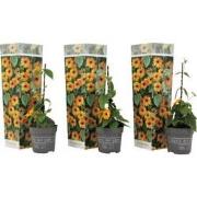 Thunbergia alata 'New Orange' - Set van 3 - Hoogte 25-40cm - ?9cm