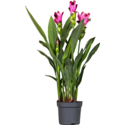 Siamese tulp - Curcuma 'Siam Splash' - Roze - Hoogte 40-60cm - ?13cm