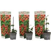 Thunbergia alata - Set van 3 - Arizona Red - Hoogte 25-40cm - ?9cm