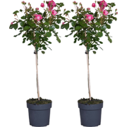 Stamroos - Set van 2 - Rosa palace 'Topkapi' - Hoogte 80-100cm - ?19cm