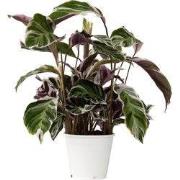 Pauwenplant - Calathea Lietzei 'White Fusion' - Hoogte 30-40cm - ?14cm