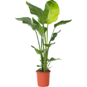 Paradijsvogelplant - Strelitzia nicolai - Hoogte 90-110cm - ?21cm