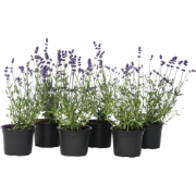 Lavendel - Set van 6 - Lavandula angustifolia - Hoogte 10-15cm - ?10,5...