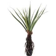 PTMD Kunstplant Pandanus - 130x130x150 cm - Polyester - Groen