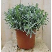 Lavendel Grote Pot 30 cm