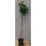 Prunus Rotundifolia op 70 cm stam