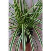2 stuks - Groenwit gras 50 cm