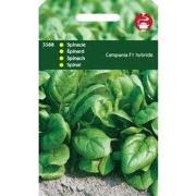 Spinazie Campania F1 - 50 gram