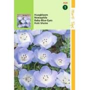 2 stuks - Nemophila Insignis Hemelsblauw