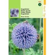 2 stuks - Echinops Ritro Kogeldistel
