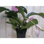 Kamerplant Trosbloem roze