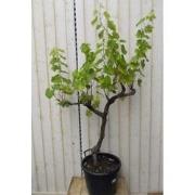 Druifboom 100 cm