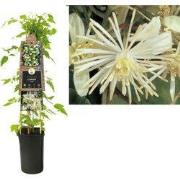3 stuks - Klimplant Clematis vitalba 75 cm