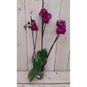 Kamerplant Vlinderorchidee phalaenopsis roze 3 takken