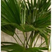 Kamerplant Livistona Australis Waaierpalm 80 cm