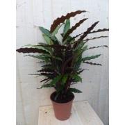 Calathea Wave Star Pauwenplant smal donkergroen blad 60 cm