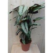 Calathea Whitestar Pauwenplant wit blad 60 cm