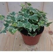3 stuks! Hedera klimop witbont