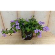 3 stuks! Bacopa roze
