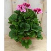 2 stuks! Franse Geranium tweekleurig roze
