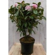 Rododendron 80 cm roze
