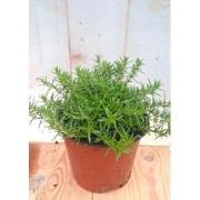 3 stuks! Kruipphlox vlambloem wit