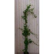 Toscaanse Jasmijn 200 cm