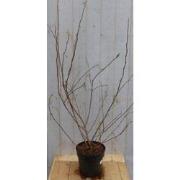 Magnolia Soulangeana Tulpenboom struik
