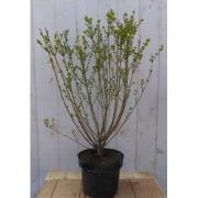 mini sering syringa meyeri roze-paars bloemen