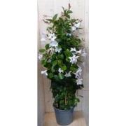 Dipladenia Mandevilla Sundaville wit 140 cm