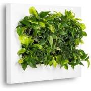 Levende Plantenschilderij LivePicture 2 Wit 112 x 72 x 7 cm incl. plan...