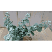 3 stuks! Bladhelichrysum