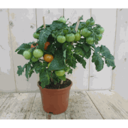 Tomatenplant GROOT