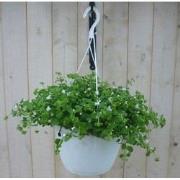 Hangplant Bacopa