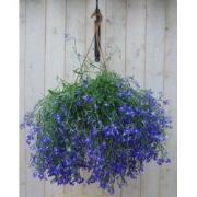 Hangplant Lobelia blauw