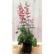 3 stuks - Salvia Salie rood