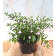 3 stuks! Luciferplant roze