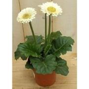 3 stuks! Gerbera Wit