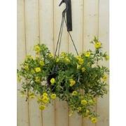5 stuks - Petunia Million Bells geel