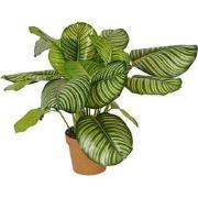 Calathea rotundifolia 70 cm