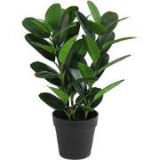 Garcinia bonsai 45 cm