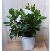 Dipladenia Mandevilla Sundaville wit h30 cm