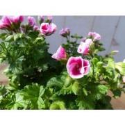 2 stuks! spaanse geranium roze eenjarige plant